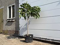 Vijgenboom - ficus carica - hoogte ca. 150 cm - afbeelding 2 van  3