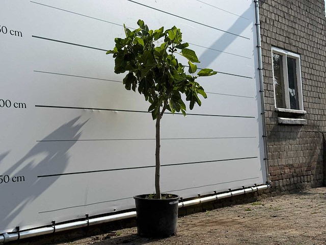 Vijgenboom - ficus carica - hoogte ca. 150 cm - afbeelding 3 van  3