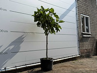 Vijgenboom - ficus carica - hoogte ca. 150 cm - afbeelding 3 van  3