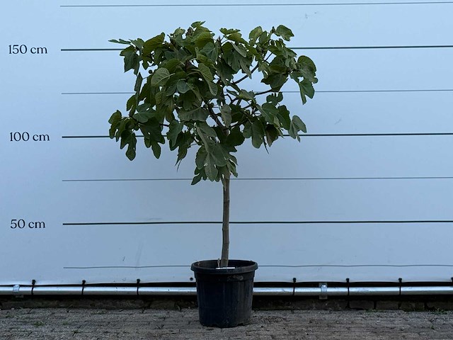 Vijgenboom - ficus carica - hoogte ca. 150 cm - afbeelding 1 van  3