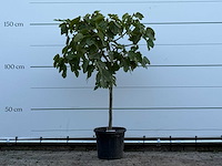 Vijgenboom - ficus carica - hoogte ca. 150 cm - afbeelding 1 van  3