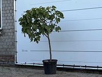 Vijgenboom - ficus carica - hoogte ca. 150 cm - afbeelding 2 van  3