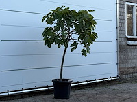 Vijgenboom - ficus carica - hoogte ca. 150 cm - afbeelding 3 van  3