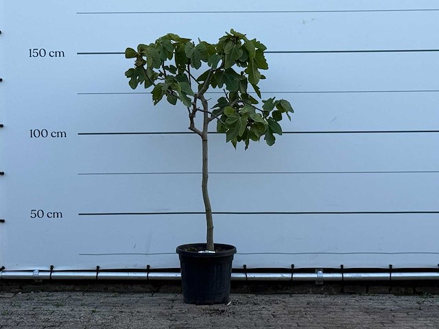 Vijgenboom - ficus carica - hoogte ca. 150 cm - afbeelding 1 van  2
