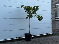 Vijgenboom - ficus carica - hoogte ca. 150 cm - afbeelding 2 van  2