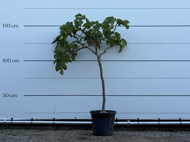 Vijgenboom - ficus carica - hoogte ca. 150 cm - afbeelding 1 van  3