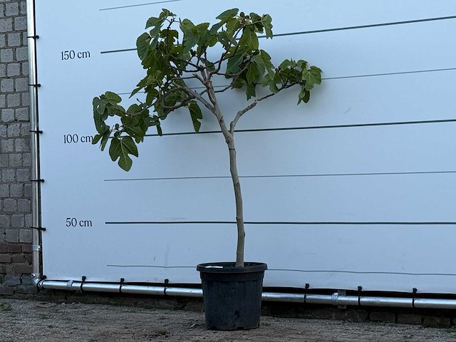 Vijgenboom - ficus carica - hoogte ca. 150 cm - afbeelding 2 van  3