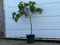 Vijgenboom - ficus carica - hoogte ca. 150 cm - afbeelding 2 van  3