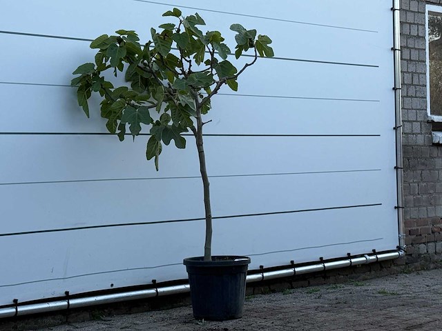 Vijgenboom - ficus carica - hoogte ca. 150 cm - afbeelding 3 van  3