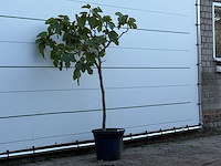 Vijgenboom - ficus carica - hoogte ca. 150 cm - afbeelding 3 van  3