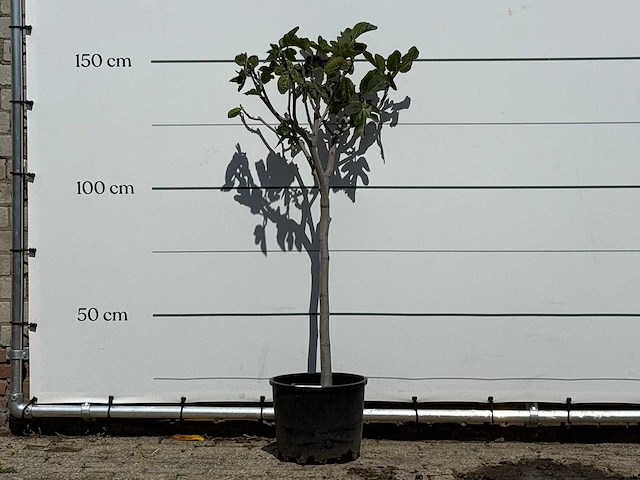 Vijgenboom - ficus carica - hoogte ca. 150 cm - afbeelding 2 van  3