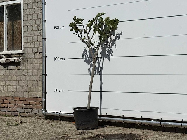 Vijgenboom - ficus carica - hoogte ca. 150 cm - afbeelding 1 van  3
