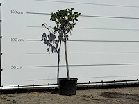 Vijgenboom - ficus carica - hoogte ca. 150 cm - afbeelding 3 van  3