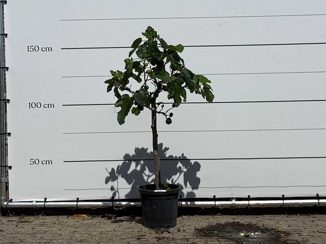 Vijgenboom - ficus carica - hoogte ca. 150 cm - afbeelding 1 van  3