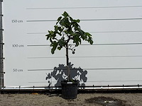 Vijgenboom - ficus carica - hoogte ca. 150 cm - afbeelding 1 van  3