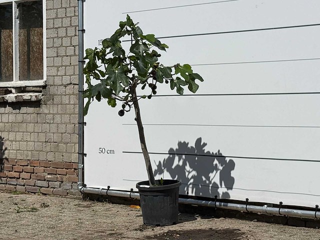 Vijgenboom - ficus carica - hoogte ca. 150 cm - afbeelding 2 van  3