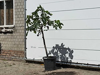 Vijgenboom - ficus carica - hoogte ca. 150 cm - afbeelding 2 van  3
