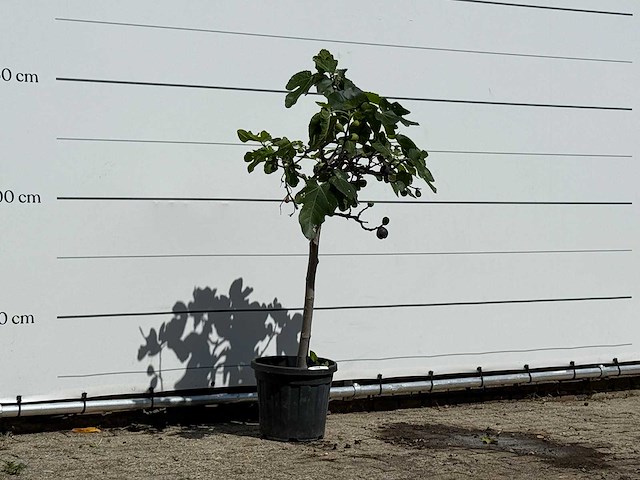 Vijgenboom - ficus carica - hoogte ca. 150 cm - afbeelding 3 van  3