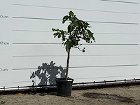 Vijgenboom - ficus carica - hoogte ca. 150 cm - afbeelding 3 van  3