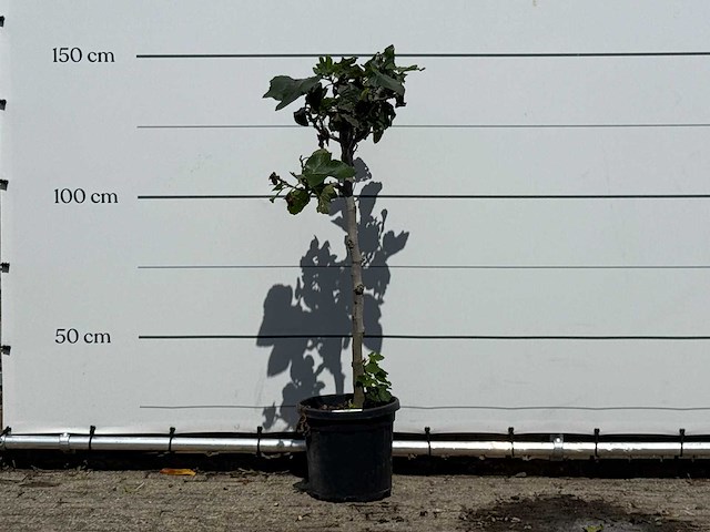 Vijgenboom - ficus carica - hoogte ca. 150 cm - afbeelding 1 van  2