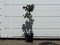 Vijgenboom - ficus carica - hoogte ca. 150 cm - afbeelding 1 van  2