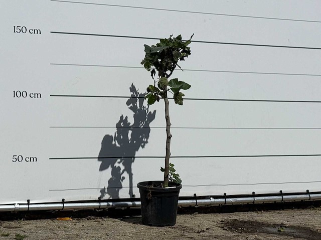Vijgenboom - ficus carica - hoogte ca. 150 cm - afbeelding 2 van  2