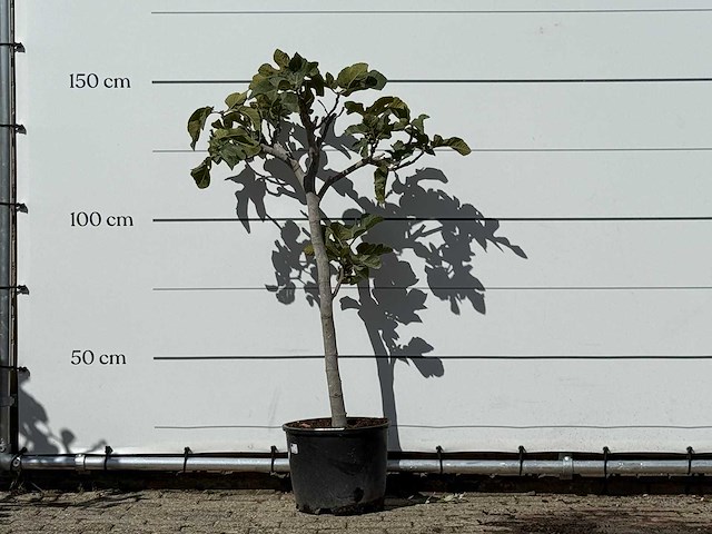 Vijgenboom - ficus carica - hoogte ca. 150 cm - afbeelding 1 van  3