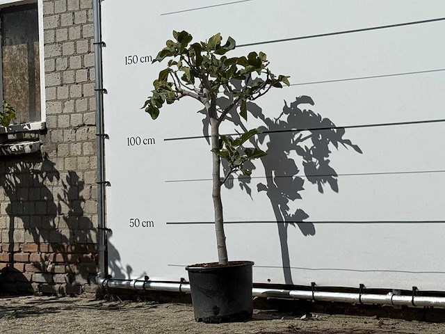 Vijgenboom - ficus carica - hoogte ca. 150 cm - afbeelding 2 van  3