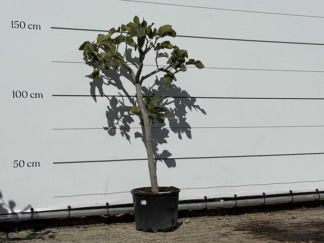 Vijgenboom - ficus carica - hoogte ca. 150 cm - afbeelding 3 van  3