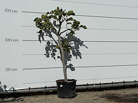 Vijgenboom - ficus carica - hoogte ca. 150 cm - afbeelding 3 van  3