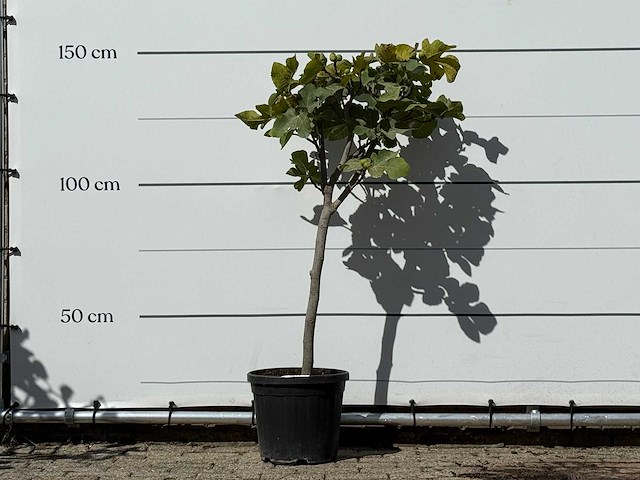 Vijgenboom - ficus carica - hoogte ca. 150 cm - afbeelding 1 van  3
