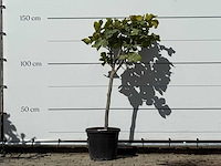 Vijgenboom - ficus carica - hoogte ca. 150 cm - afbeelding 1 van  3