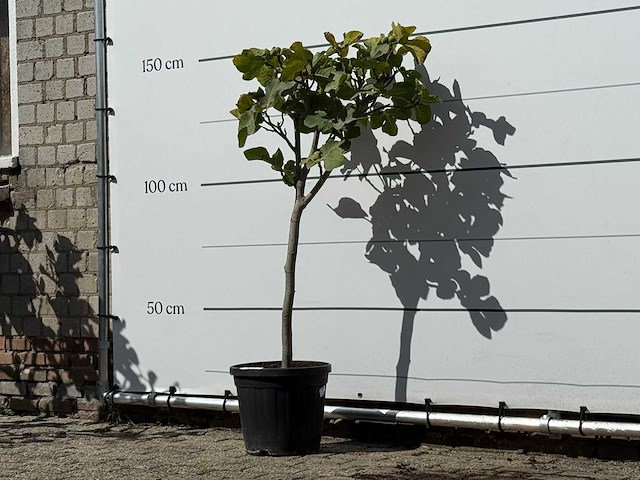 Vijgenboom - ficus carica - hoogte ca. 150 cm - afbeelding 2 van  3