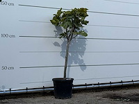 Vijgenboom - ficus carica - hoogte ca. 150 cm - afbeelding 3 van  3