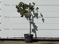 Vijgenboom - ficus carica - hoogte ca. 150 cm - afbeelding 1 van  3
