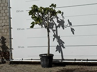 Vijgenboom - ficus carica - hoogte ca. 150 cm - afbeelding 2 van  3