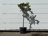 Vijgenboom - ficus carica - hoogte ca. 150 cm - afbeelding 1 van  3