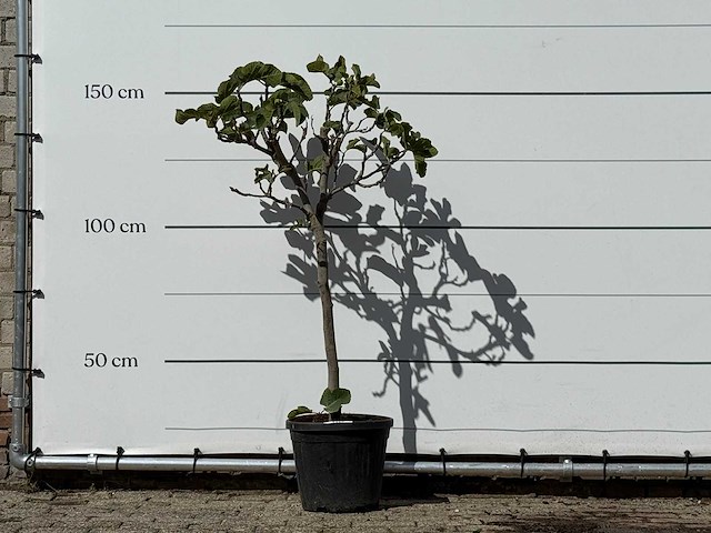 Vijgenboom - ficus carica - hoogte ca. 150 cm - afbeelding 1 van  3