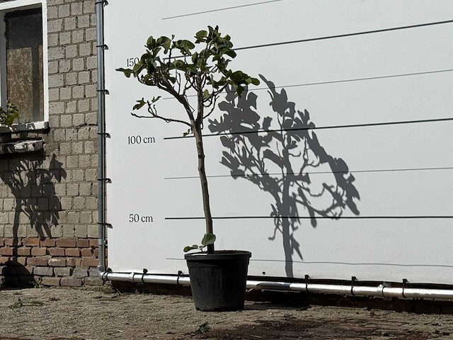 Vijgenboom - ficus carica - hoogte ca. 150 cm - afbeelding 2 van  3