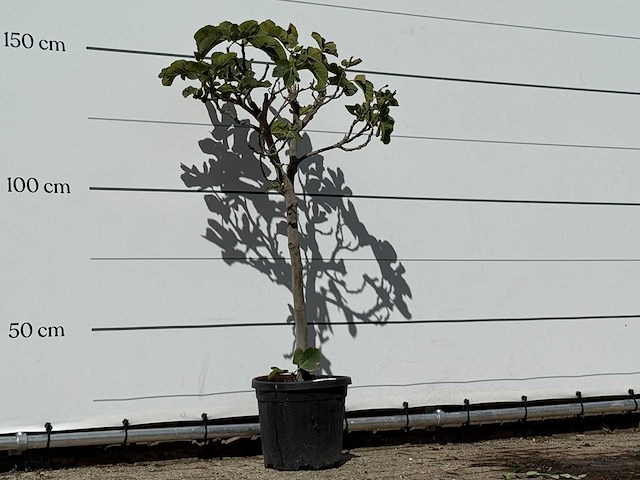 Vijgenboom - ficus carica - hoogte ca. 150 cm - afbeelding 3 van  3