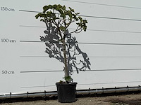 Vijgenboom - ficus carica - hoogte ca. 150 cm - afbeelding 3 van  3