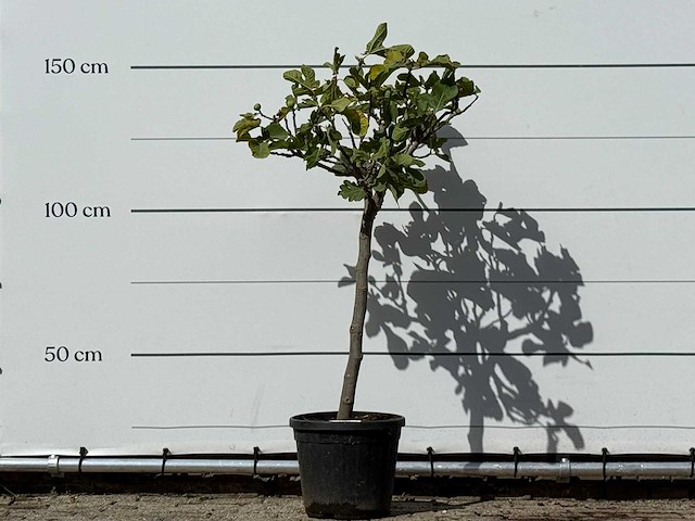 Vijgenboom - ficus carica - hoogte ca. 150 cm - afbeelding 1 van  2
