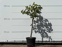 Vijgenboom - ficus carica - hoogte ca. 150 cm - afbeelding 1 van  2