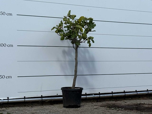 Vijgenboom - ficus carica - hoogte ca. 150 cm - afbeelding 2 van  2