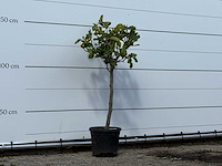 Vijgenboom - ficus carica - hoogte ca. 150 cm - afbeelding 2 van  2