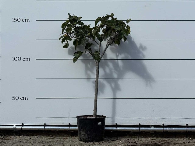 Vijgenboom - ficus carica - hoogte ca. 150 cm - afbeelding 1 van  3