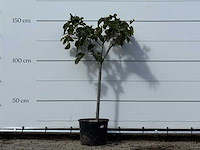 Vijgenboom - ficus carica - hoogte ca. 150 cm - afbeelding 1 van  3