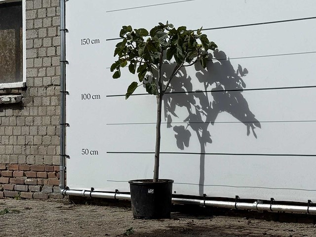 Vijgenboom - ficus carica - hoogte ca. 150 cm - afbeelding 2 van  3