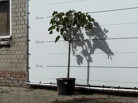 Vijgenboom - ficus carica - hoogte ca. 150 cm - afbeelding 2 van  3