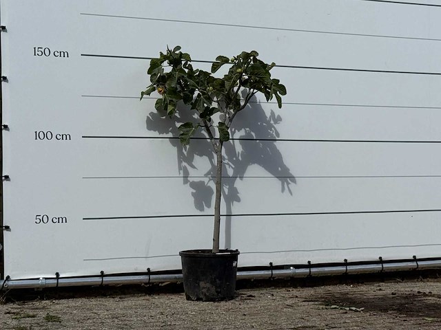 Vijgenboom - ficus carica - hoogte ca. 150 cm - afbeelding 3 van  3